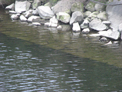 Caminho de sirga parcialmente submerso