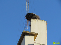 Ninho de cegonhas no topo do edifício da barragem